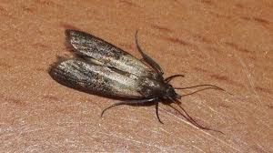 Attēlu rezultāti vaicājumam “Plodia interpunctella”