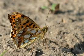 Attēlu rezultāti vaicājumam “Issoria lathonia upperside”