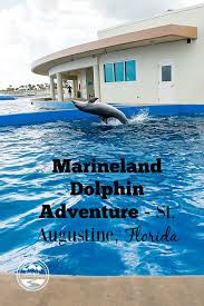 Image result for Adventure Dolphin