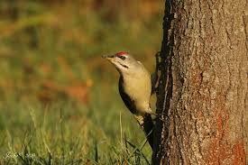 Attēlu rezultāti vaicājumam “Picus canus”