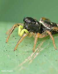 Attēlu rezultāti vaicājumam “Heliophanus sp.”