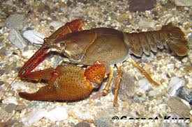 Attēlu rezultāti vaicājumam “Astacus astacus”