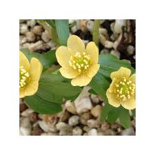 Attēlu rezultāti vaicājumam “Eranthis hyemalis flower”