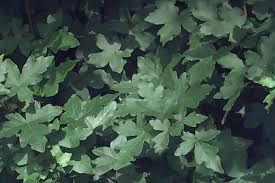 Attēlu rezultāti vaicājumam “Acer campestre leaf”