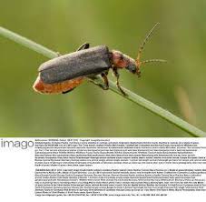 Attēlu rezultāti vaicājumam “Cantharis rustica imago”