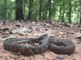 Attēlu rezultāti vaicājumam “Badhamia bethelii stalked”