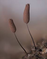 Attēlu rezultāti vaicājumam “Comatricha pulchella stalked”