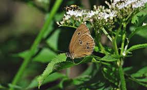 Attēlu rezultāti vaicājumam “Aphantopus hyperantus”