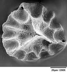 Attēlu rezultāti vaicājumam “Reboulia hemisphaerica”