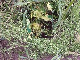 Attēlu rezultāti vaicājumam “Galium aparine fruit”
