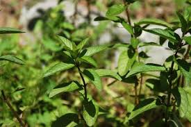 Image result for Mentha piperita