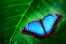 Attēlu rezultāti vaicājumam “Badhamiopsis ainoae”