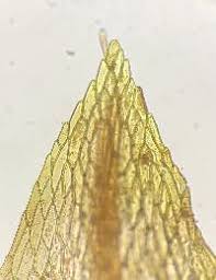 Attēlu rezultāti vaicājumam “Pohlia elongata”