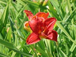 Image result for Hemerocallis `Moses Fire`