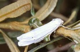 Attēlu rezultāti vaicājumam “Coscinia cribraria”