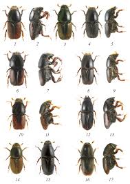 Attēlu rezultāti vaicājumam “Scolytus scolytus, Scolytus multistriatus”