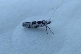 Attēlu rezultāti vaicājumam “Monopis monachella”