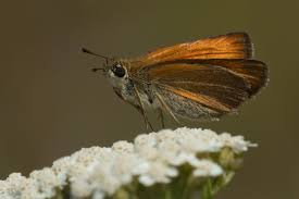 Attēlu rezultāti vaicājumam “Thymelicus sylvestris underside”