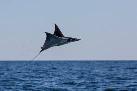 Image result for Mobula munkiana