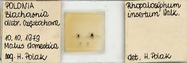 Attēlu rezultāti vaicājumam “Rhopalosiphum oxyacanthae”