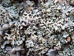 Attēlu rezultāti vaicājumam “Menegazzia terebrata”