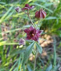 Attēlu rezultāti vaicājumam “Comarum palustre flower”