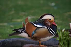 Attēlu rezultāti vaicājumam “Aix galericulata male”