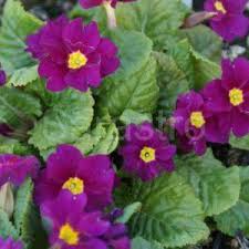 Attēlu rezultāti vaicājumam “Primula x margotae”