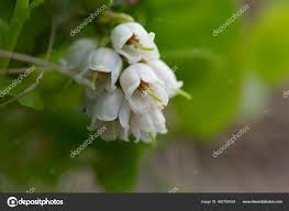 Attēlu rezultāti vaicājumam “Vaccinium vitis-idaea flower”