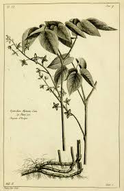 Attēlu rezultāti vaicājumam “Epimedium alpinum”