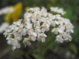 Attēlu rezultāti vaicājumam “Achillea millefolium flower”