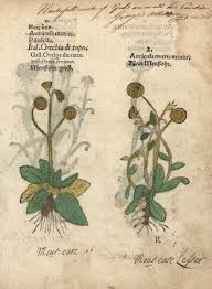 Image result for Hieracium pilosella