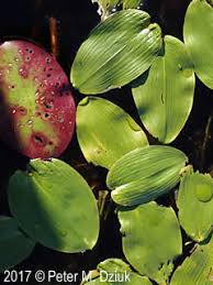 Attēlu rezultāti vaicājumam “Potamogeton natans”