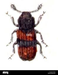 Attēlu rezultāti vaicājumam “Bitoma crenata”