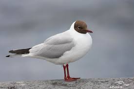 Attēlu rezultāti vaicājumam “Larus ridibundus”