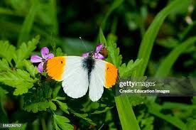 Attēlu rezultāti vaicājumam “Anthocharis cardamines male”