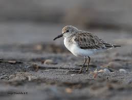 Attēlu rezultāti vaicājumam “Calidris alba adult”