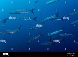 Image result for Sphyraena viridensis