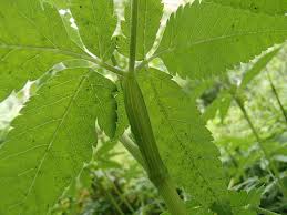 Attēlu rezultāti vaicājumam “Chaerophyllum aromaticum leaf”