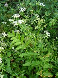 Attēlu rezultāti vaicājumam “Berula erecta leaf”
