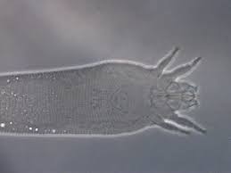 Attēlu rezultāti vaicājumam “Eriophyes padi”