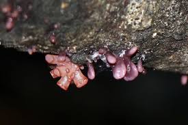 Attēlu rezultāti vaicājumam “Ascocoryne sarcoides”