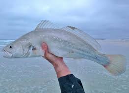 Image result for Argyrosomus japonicus