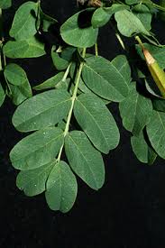 Attēlu rezultāti vaicājumam “Caragana arborescens leaf”