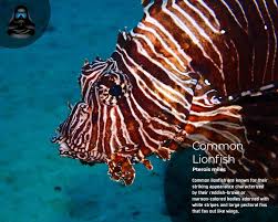 Image result for Pterois miles
