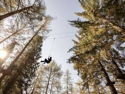 Image result for Go Ape! Thetford
