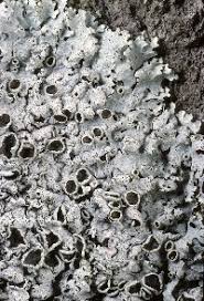 Attēlu rezultāti vaicājumam “Hypotrachyna sp.”