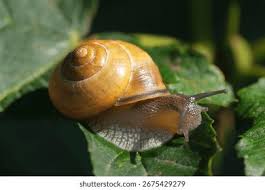 Attēlu rezultāti vaicājumam “Cepaea nemoralis”