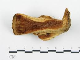 Attēlu rezultāti vaicājumam “Climacodon septentrionalis”