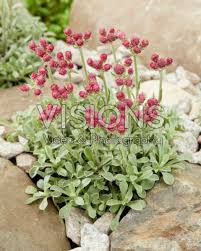 Attēlu rezultāti vaicājumam “Antennaria dioica”